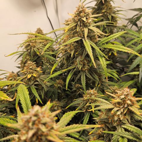 Strawberry Banana Auto growlog timeline photo
