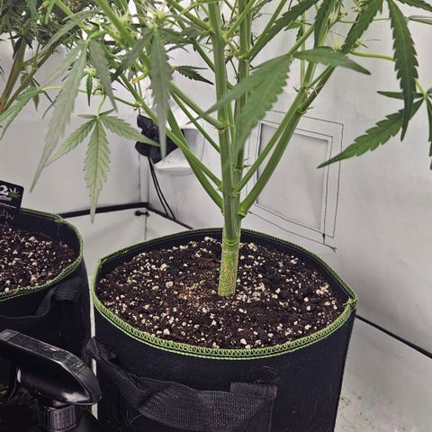 Amnesia Zkittlez Auto growlog timeline photo