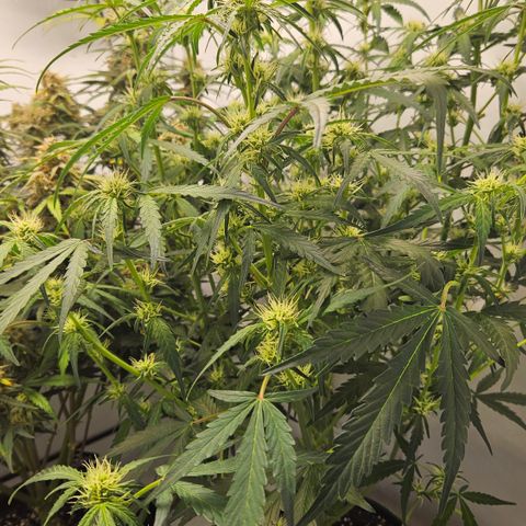 Amnesia Zkittlez Auto growlog timeline photo