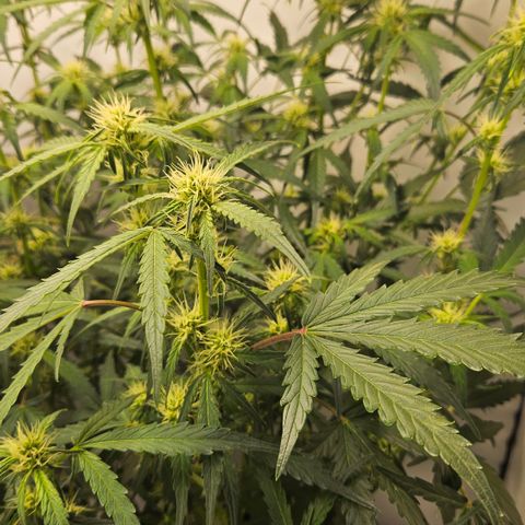 Amnesia Zkittlez Auto growlog timeline photo