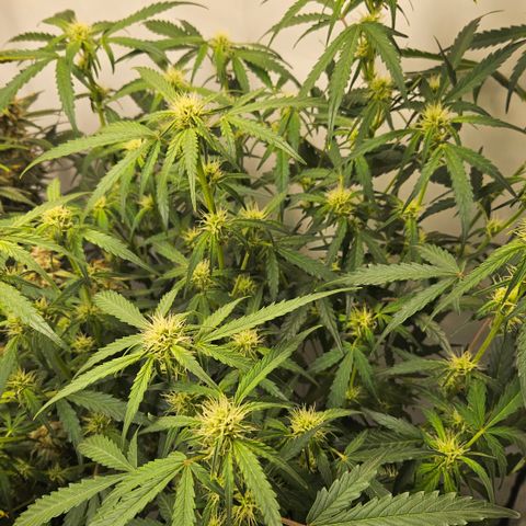 Amnesia Zkittlez Auto growlog timeline photo