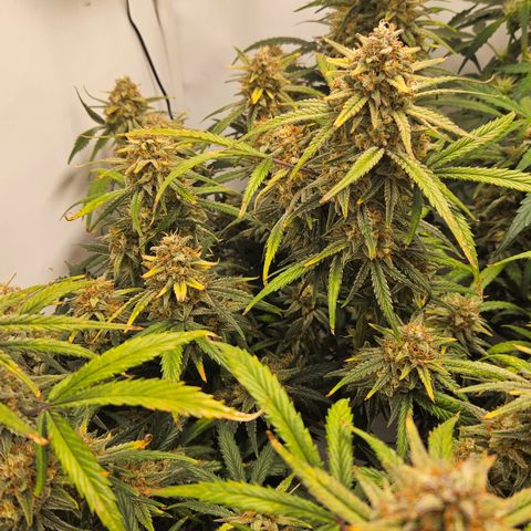 Strawberry Banana Auto growlog timeline photo