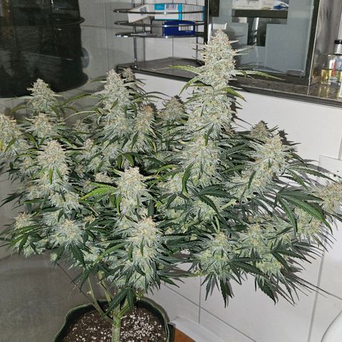 Strawberry Banana Auto growlog timeline photo