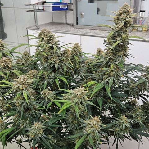 Strawberry Banana Auto growlog timeline photo
