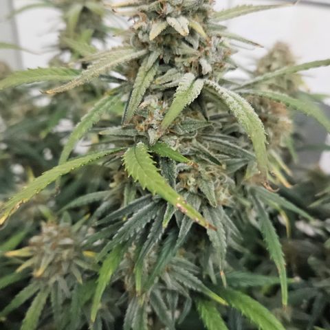 Strawberry Banana Auto growlog timeline photo
