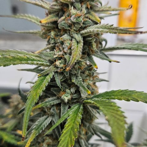Strawberry Banana Auto growlog timeline photo
