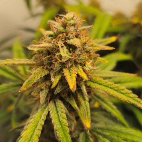 Strawberry Banana Auto growlog timeline photo