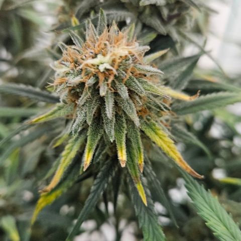 Strawberry Banana Auto growlog timeline photo