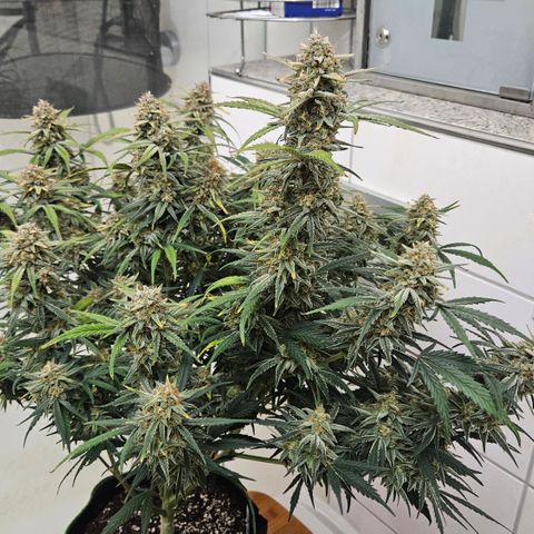 Strawberry Banana Auto growlog timeline photo