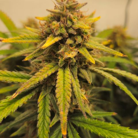 Strawberry Banana Auto growlog timeline photo