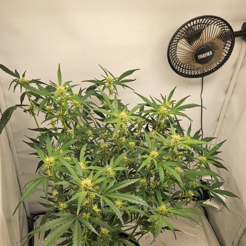 Amnesia Zkittlez Auto growlog timeline photo