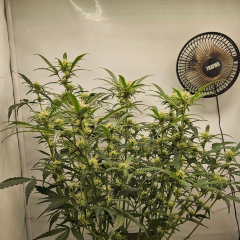 Amnesia Zkittlez Auto growlog timeline photo