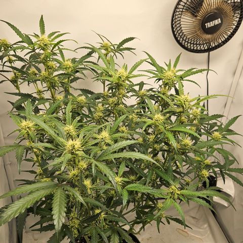 Amnesia Zkittlez Auto growlog timeline photo