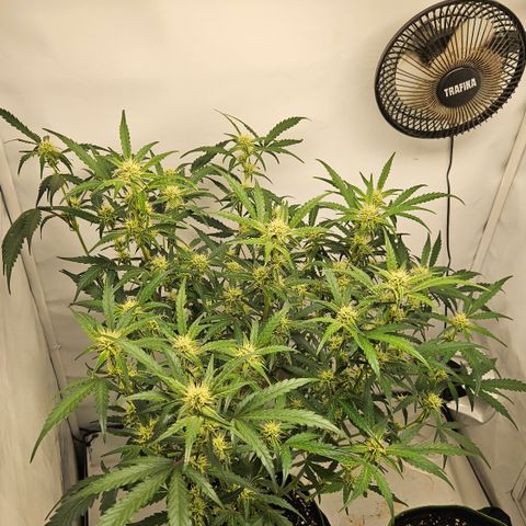 Amnesia Zkittlez Auto growlog timeline photo