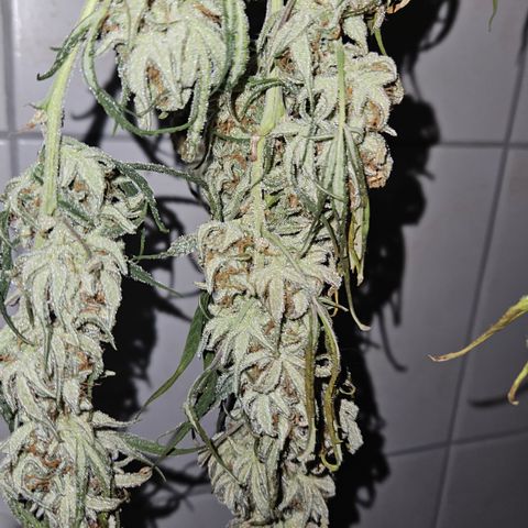 Strawberry Banana Auto growlog timeline photo