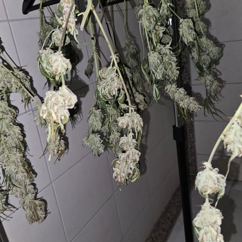 Strawberry Banana Auto growlog timeline photo