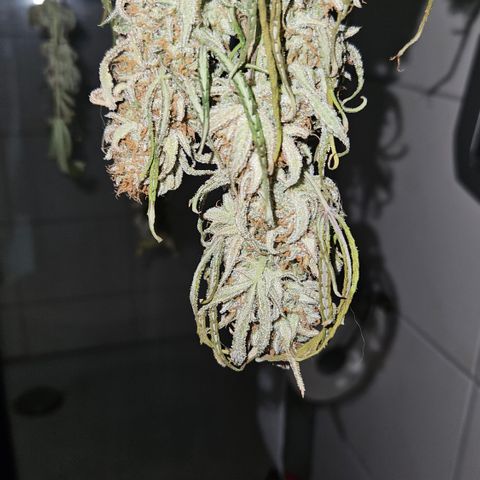 Strawberry Banana Auto growlog timeline photo