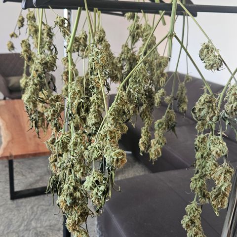 Strawberry Banana Auto growlog timeline photo