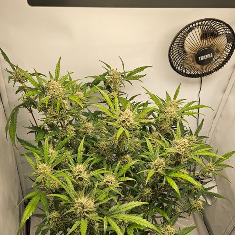 Amnesia Zkittlez Auto growlog timeline photo