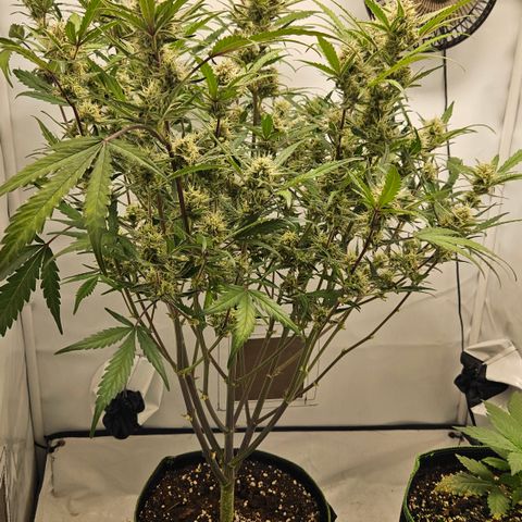 Amnesia Zkittlez Auto growlog timeline photo
