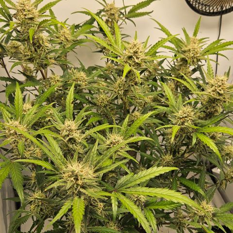 Amnesia Zkittlez Auto growlog timeline photo