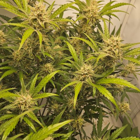 Amnesia Zkittlez Auto growlog timeline photo
