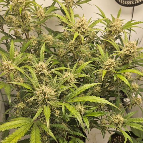 Amnesia Zkittlez Auto growlog timeline photo