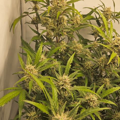 Amnesia Zkittlez Auto growlog timeline photo