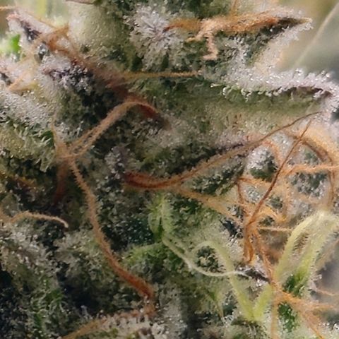 Amnesia Zkittlez Auto growlog timeline photo