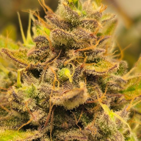 Amnesia Zkittlez Auto growlog timeline photo