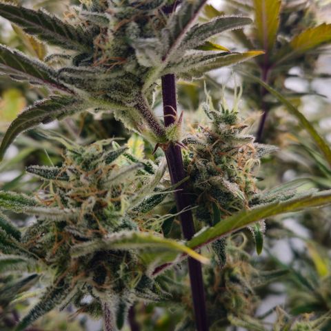 Amnesia Zkittlez Auto growlog timeline photo