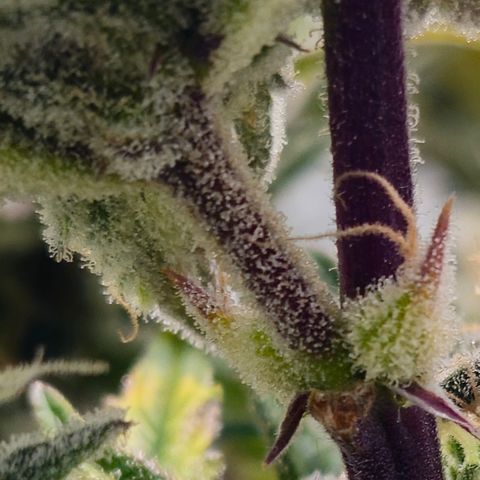 Amnesia Zkittlez Auto growlog timeline photo