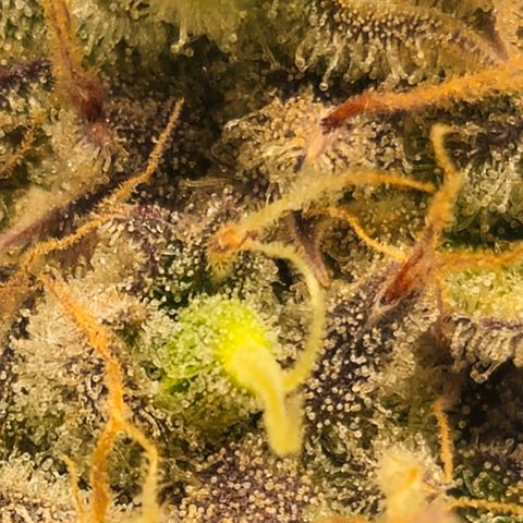 Amnesia Zkittlez Auto growlog timeline photo
