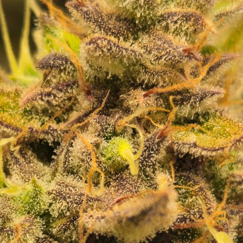 Amnesia Zkittlez Auto growlog timeline photo