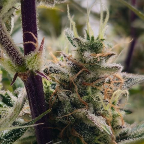 Amnesia Zkittlez Auto growlog timeline photo