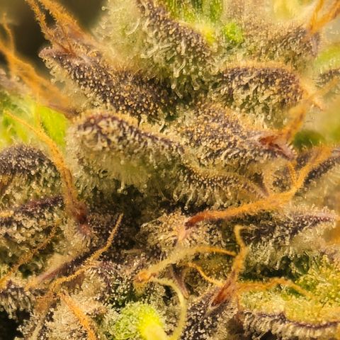 Amnesia Zkittlez Auto growlog timeline photo