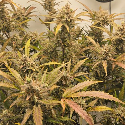 Amnesia Zkittlez Auto growlog timeline photo