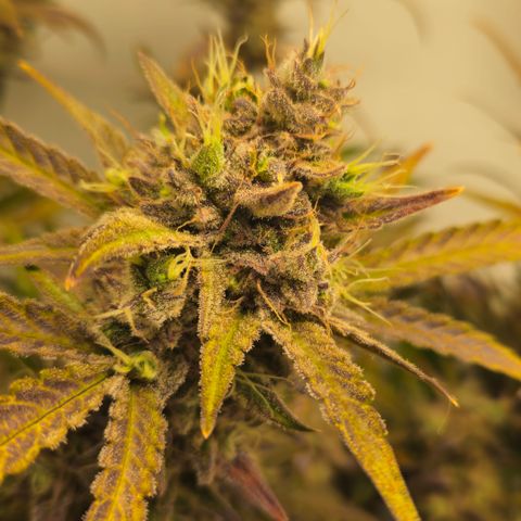 Amnesia Zkittlez Auto growlog timeline photo