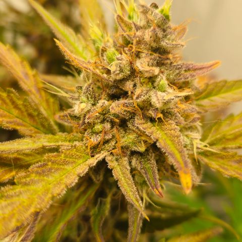 Amnesia Zkittlez Auto growlog timeline photo