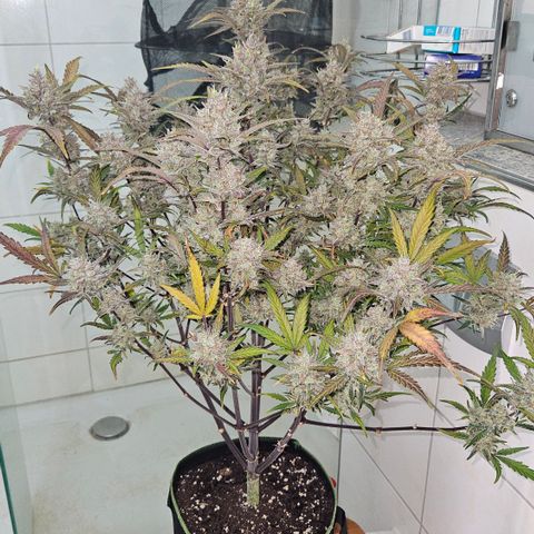 Amnesia Zkittlez Auto growlog timeline photo