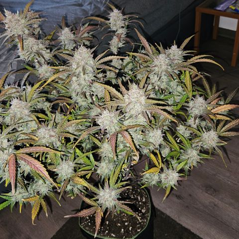 Amnesia Zkittlez Auto growlog timeline photo