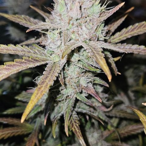 Amnesia Zkittlez Auto growlog timeline photo