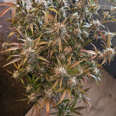 Amnesia Zkittlez Auto growlog timeline photo