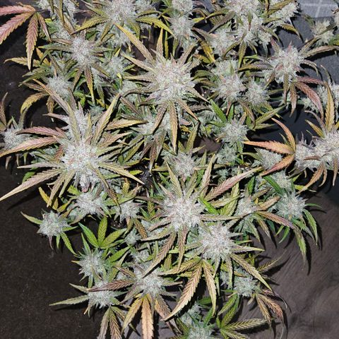 Amnesia Zkittlez Auto growlog timeline photo