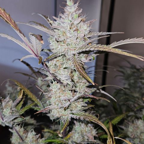 Amnesia Zkittlez Auto growlog timeline photo