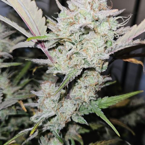Amnesia Zkittlez Auto growlog timeline photo