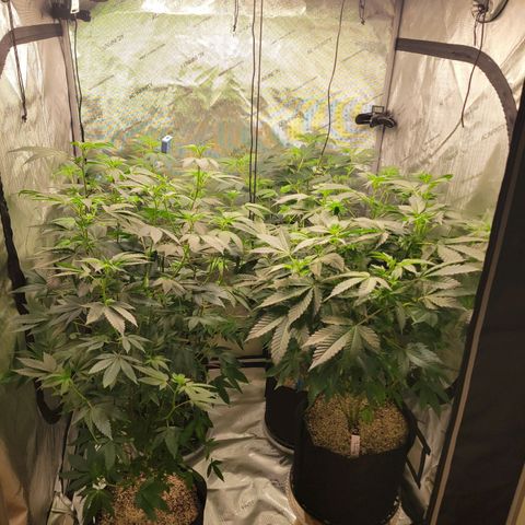 Purple Cream Supreme growlog timeline photo