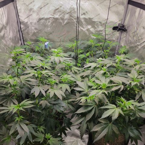Purple Cream Supreme growlog timeline photo