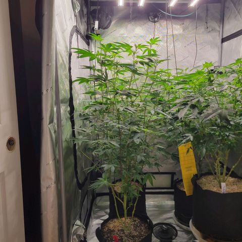 Gelly Biscuit growlog timeline photo
