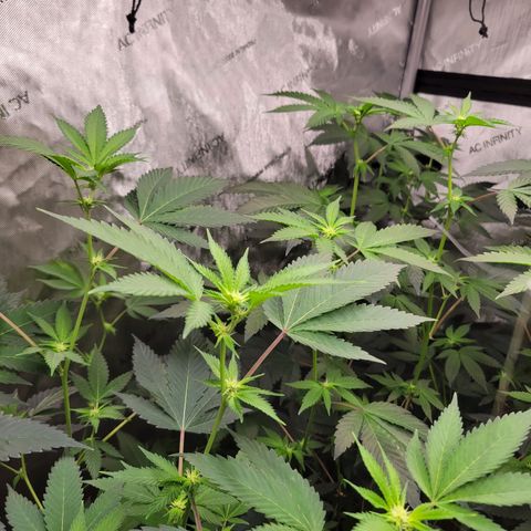 Purple Cream Supreme growlog timeline photo